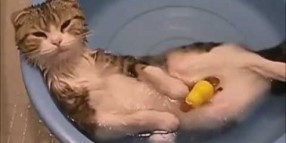 img_22703_funny-cats-in-water-epic